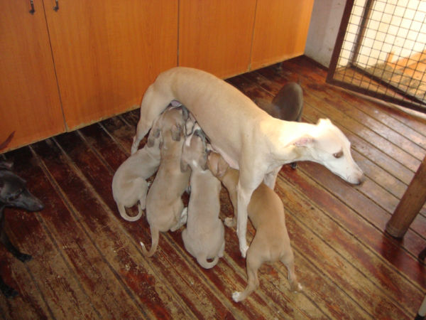 http://whippet.vizslancs.hu/img/hirdetes/9/2011-03-01-041.jpg